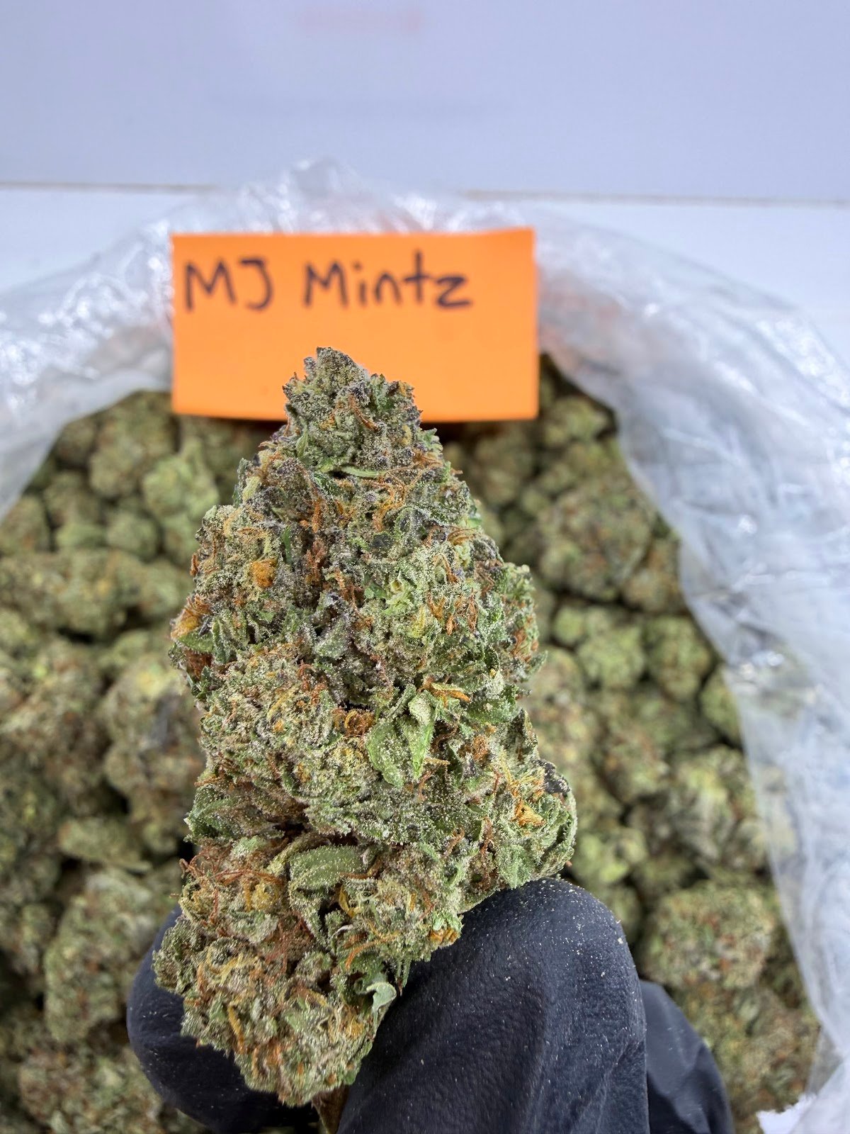 MJ MINTZ