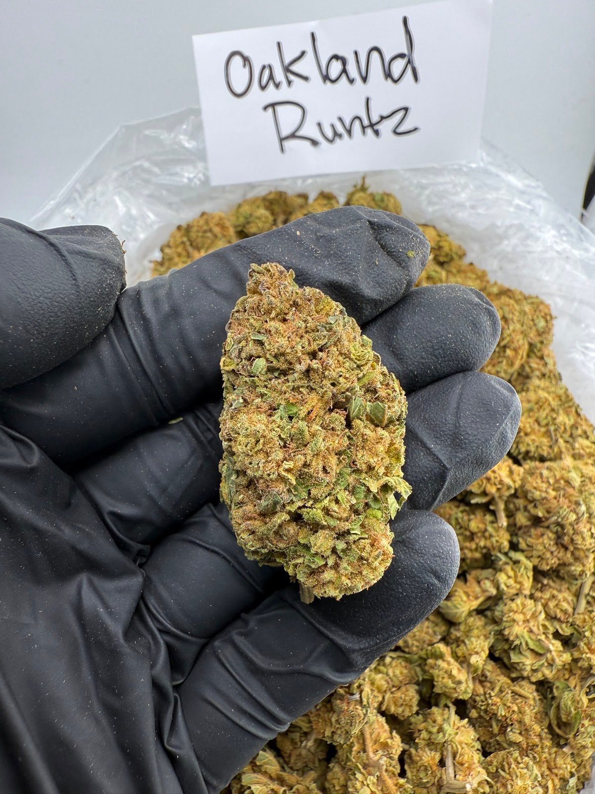 OAKLAND RUNTZ