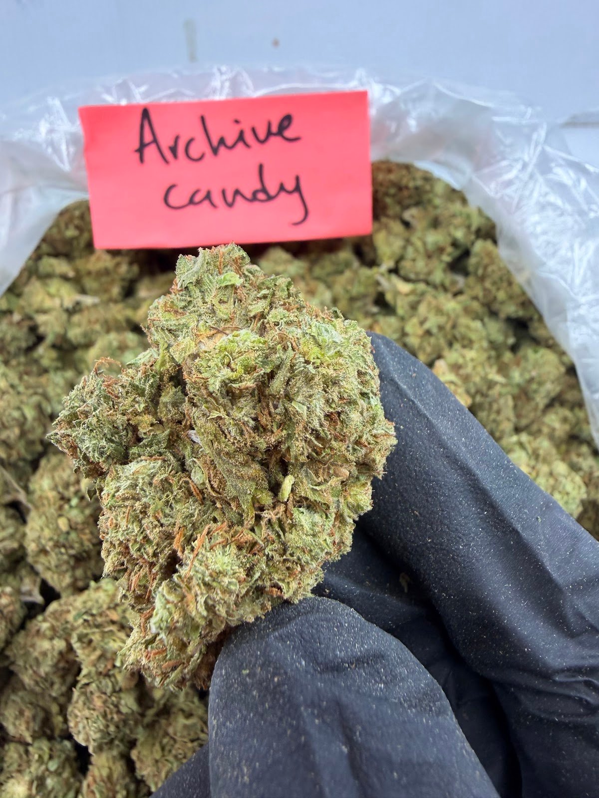 ARCHIVE CANDY