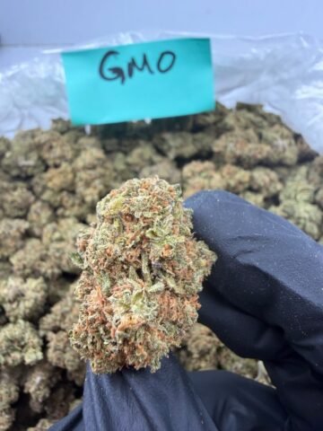 GMO