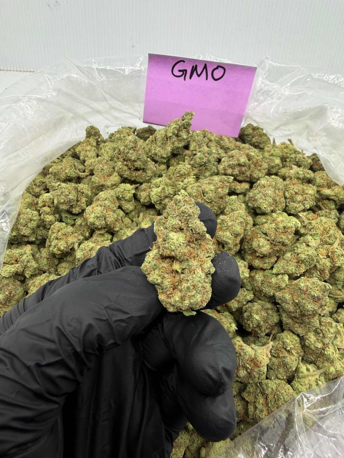 GMO