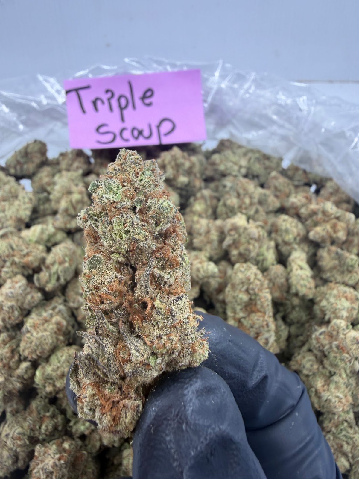 TRIPLE SCOOP