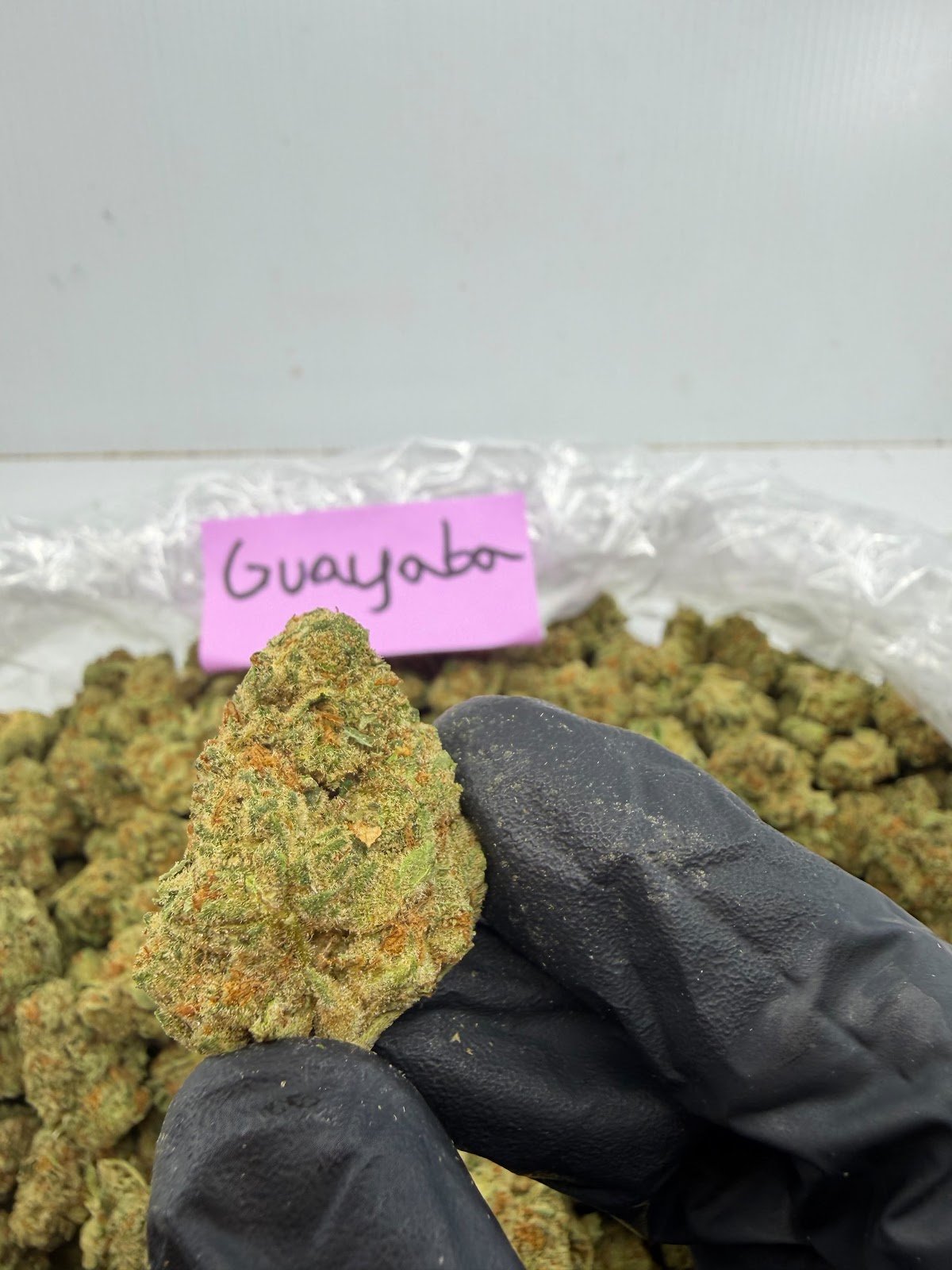 GUAYABA