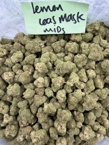 LEMON GAS MASK MID